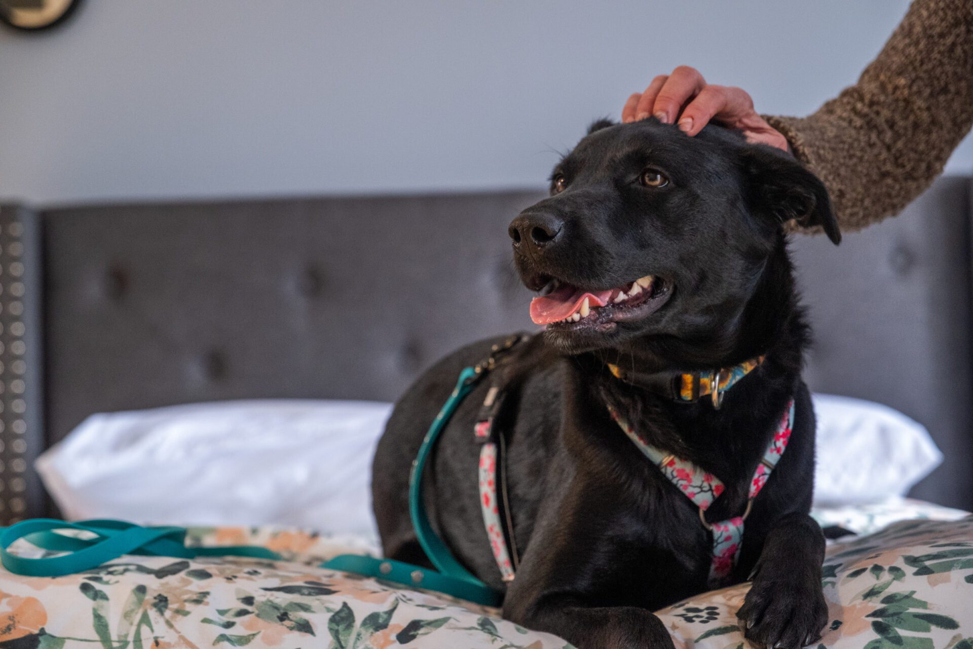 Gracie Pup lounging on the bed in her Mom's room